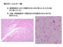 豚オーエスキー病