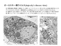 豚オーエスキー病ウイルス