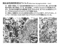 鶏伝染性喉頭気管炎ウイルス