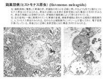 Histomonas meleagridis
