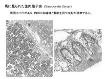 Sarcocystis fayeri