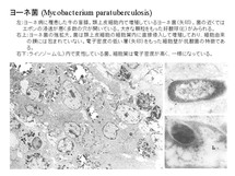 ヨーネ菌