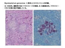 Mycobacterium genavense に感染したセキセイインコの肝臓