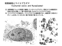 培養細胞とマイコプラズマ