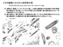 犬の結腸に見られた未同定の菌