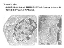 Cisternal A型粒子