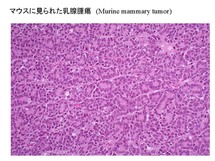 マウスに見られた乳腺腫瘍