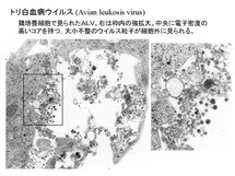 トリ白血病ウイルス