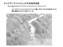 チュウザンウイルスによる牛赤血球凝集