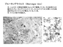 ブルータングウイルス