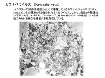 カワナベウイルス
