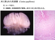 犬に見られた乳頭種