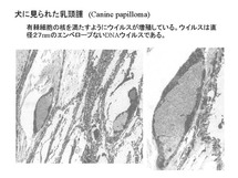 犬に見られた乳頭種