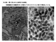 牛第一胃に見られた丘疹性口炎