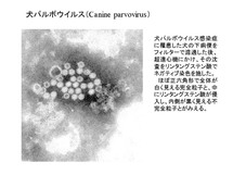 犬パルボウイルス