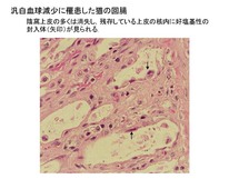 汎白血球減少に罹患した猫の回腸