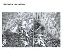 Sarcocystis miescheriana