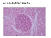 イノシシに見られた住肉胞子虫