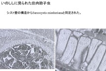 イノシシに見られた住肉胞子虫