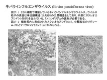 牛パラインフルエンザウイルス