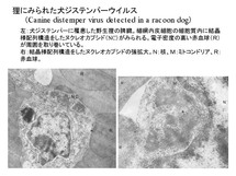 タヌキに見られた犬ジステンパーウイルス