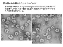 豚の肺から分離されたコロナウイルス