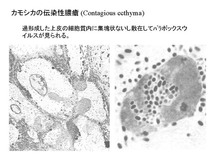 カモシカの伝染性膿瘡