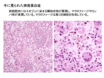 牛に見られた肺胞蛋白症