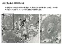 牛に見られた肺胞蛋白症