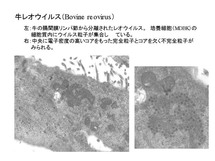 牛レオウイルス