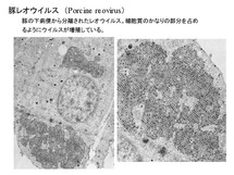 豚レオウイルス