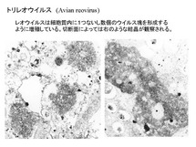 トリレオウイルス