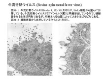 牛流行熱ウイルス