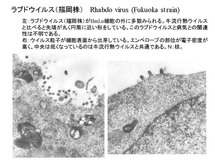 ラブドウイルス(福岡株)