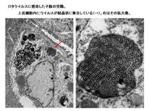 ロタウイルスに感染した子豚の空腸