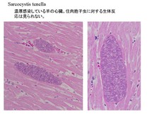 Sarcocystis tenella