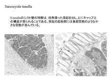 Sarcocystis tenella