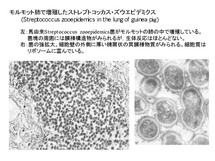 Streptococcus zooepidemics