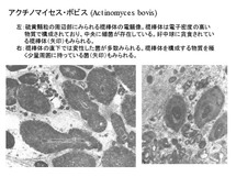 Actinomyces bovis