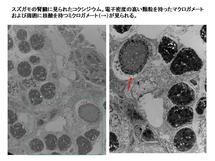 スズガモの腎臓のコクシジウム