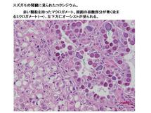 スズガモの腎臓のコクシジウム