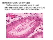 豚の結腸に見られたTritrichomonas