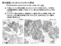 豚の結腸に見られたTritrichomonas