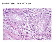 豚の結腸に見られたTetratrichomonas