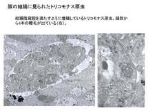 豚の結腸に見られたTetratrichomonas