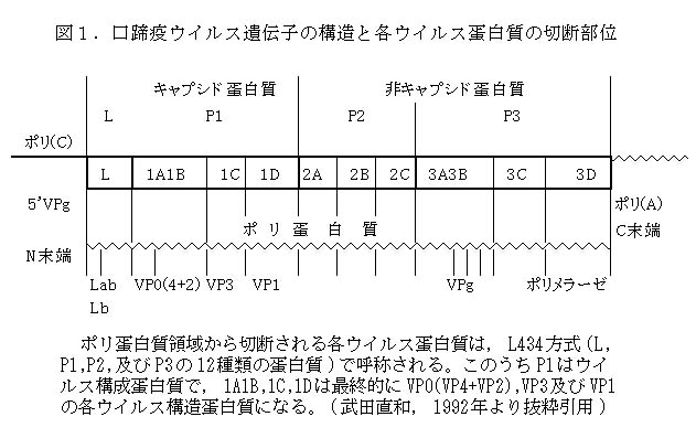 口蹄疫ウイルス遺伝子の構造と各ウイルスタンパク質の切断部位