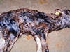 生後4～10日で下痢、その後9～46日で死亡した子牛のうちの1頭。 下痢、脱水、死亡した子牛。 