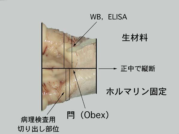 切り出し部位