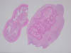 腸間膜リンパ節、豚、約6カ月齢