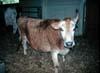 BSE罹患牛、聴覚過敏。